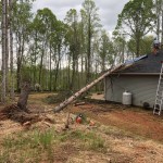 Tree On House On Wylie Trail In Troutman North Carolina