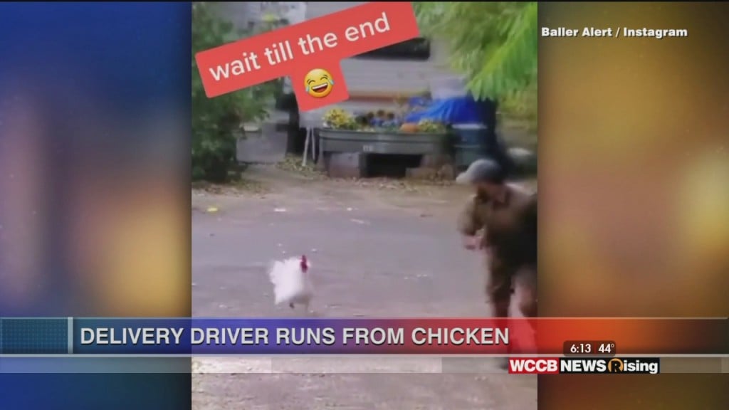 Viral Videos: Delivery Driver Runs From Chicken & Dad Celebrates Son's First Home Run