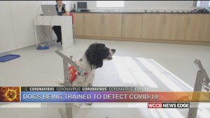 Dogs Could Soon Be Used To Sniff Out Covid 19