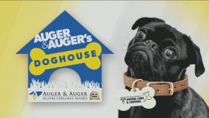 Auger & Auger's Doghouse: Meet Tobias!