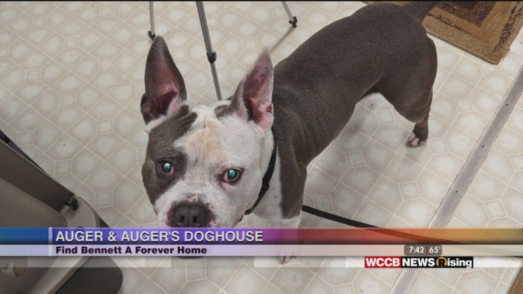 Auger & Auger's Doghouse: Meet Bennett!