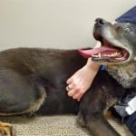 Cmpd Animal Care And Control Buddy