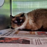 Cmpd Animal Care And Control Bullet