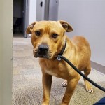 Cmpd Animal Care And Control Charlie