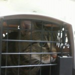 Cmpd Animal Care And Control Cole