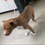 Cmpd Animal Care And Control Crocus