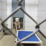 Cmpd Animal Care And Control Daffodil