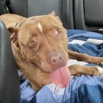 Cmpd Animal Care And Control Diamond