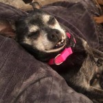 Cmpd Animal Care And Control Frankie