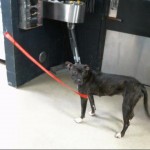 Cmpd Animal Care And Control Gloria