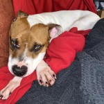 Cmpd Animal Care And Control Hailey