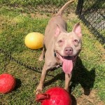 Cmpd Animal Care And Control Jada