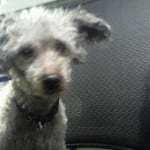 Cmpd Animal Care And Control Jaxson