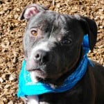 Cmpd Animal Care And Control Jock