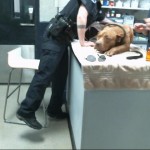Cmpd Animal Care And Control Lemon