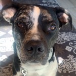 Cmpd Animal Care And Control Max
