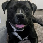 Cmpd Animal Care And Control Mickey