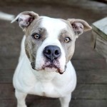 Cmpd Animal Care And Control Oriana
