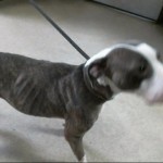 Cmpd Animal Care And Control Pepper