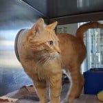 Cmpd Animal Care And Control Reebok