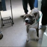 Cmpd Animal Care And Control Rhodo