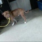 Cmpd Animal Care And Control Robert