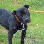 Cmpd Animal Care And Control Rodney