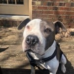 Cmpd Animal Care And Control Rose