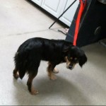 Cmpd Animal Care And Control Spruce