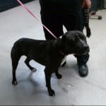 Cmpd Animal Care And Control Todd