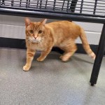 Cmpd Animal Care And Control Waylon