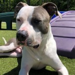 Cmpd Animal Care And Control Wheeler