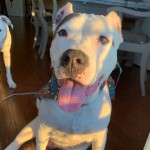 Cmpd Animal Care And Control Xena