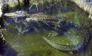 Hitler Alligator