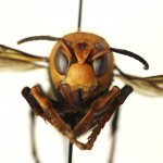 Murder Hornet 1