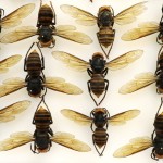 Murder Hornet 11