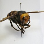 Murder Hornet 12