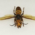 Murder Hornet 13