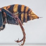 Murder Hornet 2
