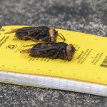 Murder Hornet 3