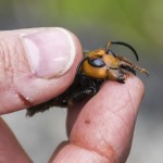 Murder Hornet 6