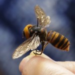 Murder Hornet 9