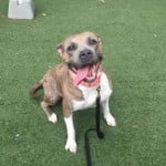 Pets Available For Adoption From The Humane Society Of Charlotte Berry