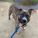 Pets Available For Adoption From The Humane Society Of Charlotte Billy
