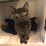 Pets Available For Adoption From The Humane Society Of Charlotte Jocelyn