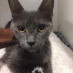 Pets Available For Adoption From The Humane Society Of Charlotte Maribel