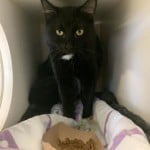 Pets Available For Adoption From The Humane Society Of Charlotte Pepe