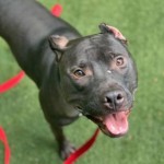 Pets Available For Adoption From The Humane Society Of Charlotte Raisin