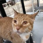 Pets Available For Adoption From The Humane Society Of Charlotte Roady