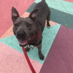 Pets Available For Adoption From The Humane Society Of Charlotte Smokey